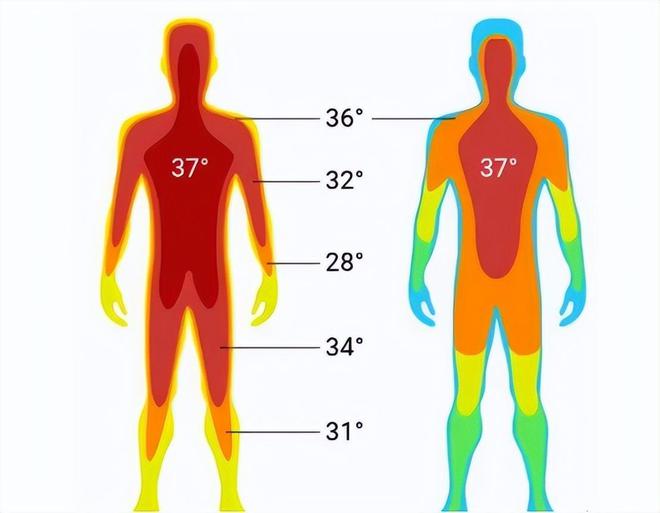 三亿体育体温37℃成历史：体温越低免疫力越差？体温降低意味什么？(图3)